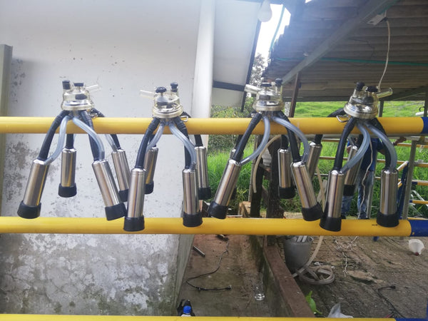 Cuatro unidades de ordeño con colector HC 150 colgadas en una sala de ordeño — foto real
