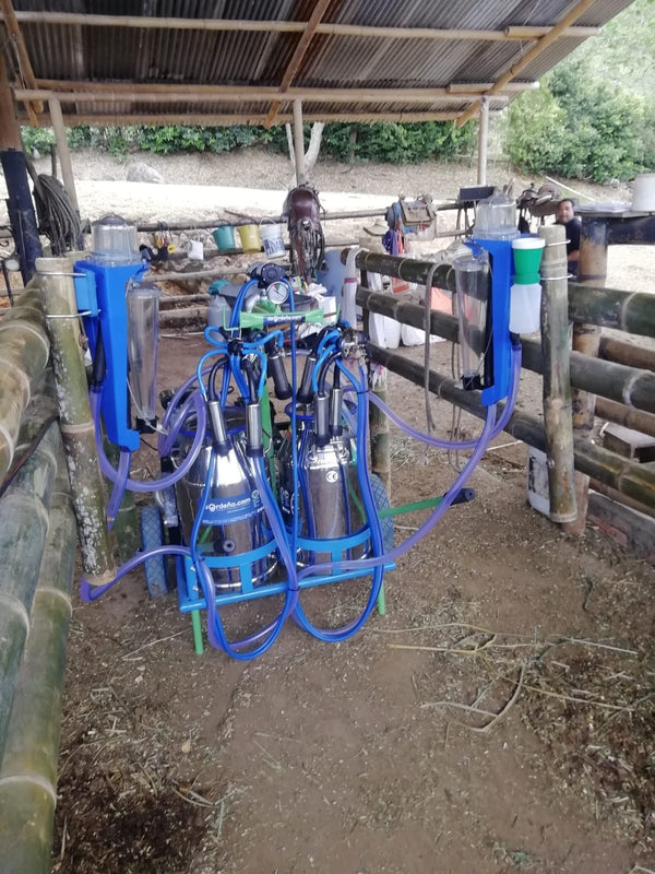 Twin Car ordeñando en un corral del Valle del Cauca — foto real de entrega — foto real