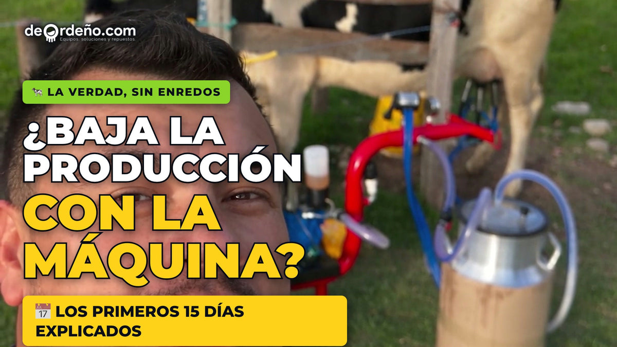 Baja la producción al pasar del ordeño a mano a la máquina: los primeros 15 días