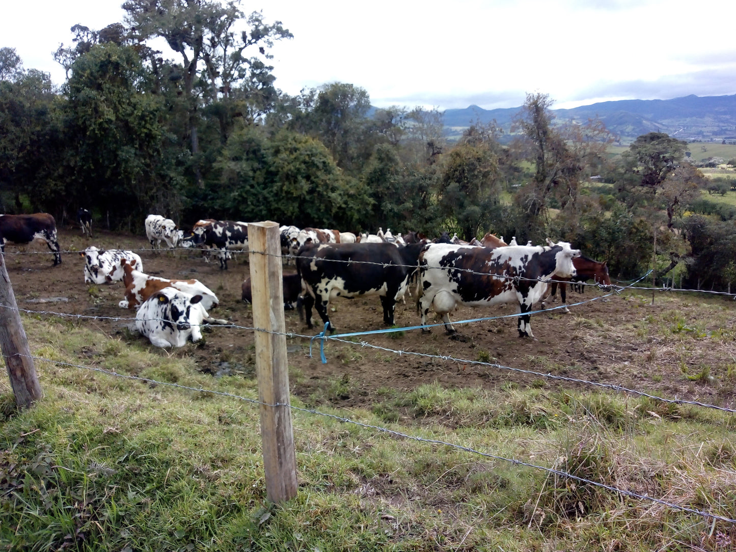 Equipo de Ordeño de Angarilla o Estacionario 🐄🐄 - 1 y 2 puestos + OBSEQUIOS + PAGUE AL RECIBIR 🚚