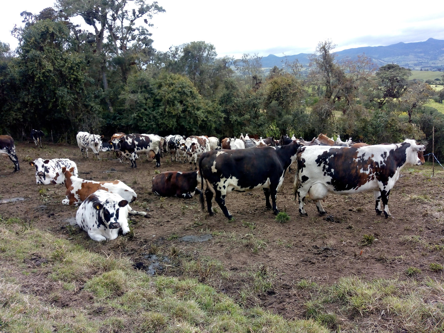 Equipo de Ordeño de Angarilla o Estacionario 🐄🐄 - 1 y 2 puestos + OBSEQUIOS + PAGUE AL RECIBIR 🚚