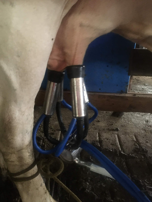 Pezoneras del equipo de ordeño fijo puestas en la ubre de la vaca — foto real