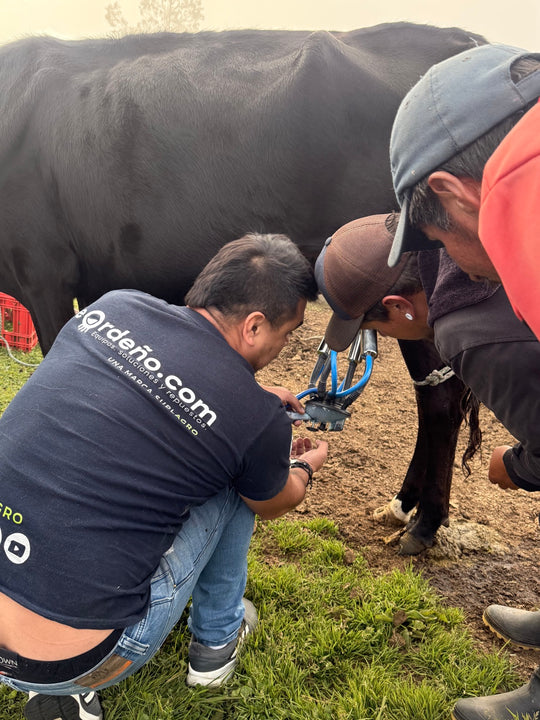 Técnicos de deOrdeño colocando las pezoneras en el primer ordeño, acompañando al cliente en su finca