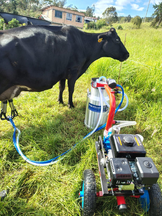 Equipo de ordeño Ecomilk ordeñando una vaca en el potrero, con su cantina medidora y motor a gasolina — Cabrera, Cundinamarca