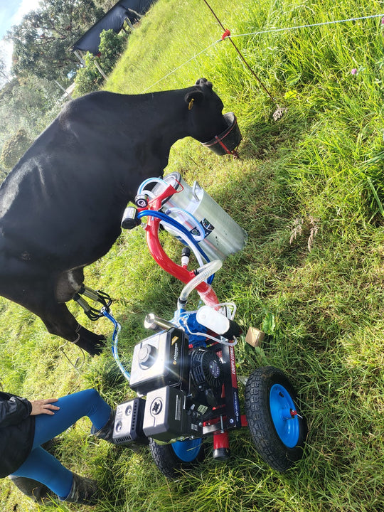 Ordeño real con el Ecomilk en plena pradera: la vaca conectada al equipo con sus pezoneras — Cabrera, Cundinamarca