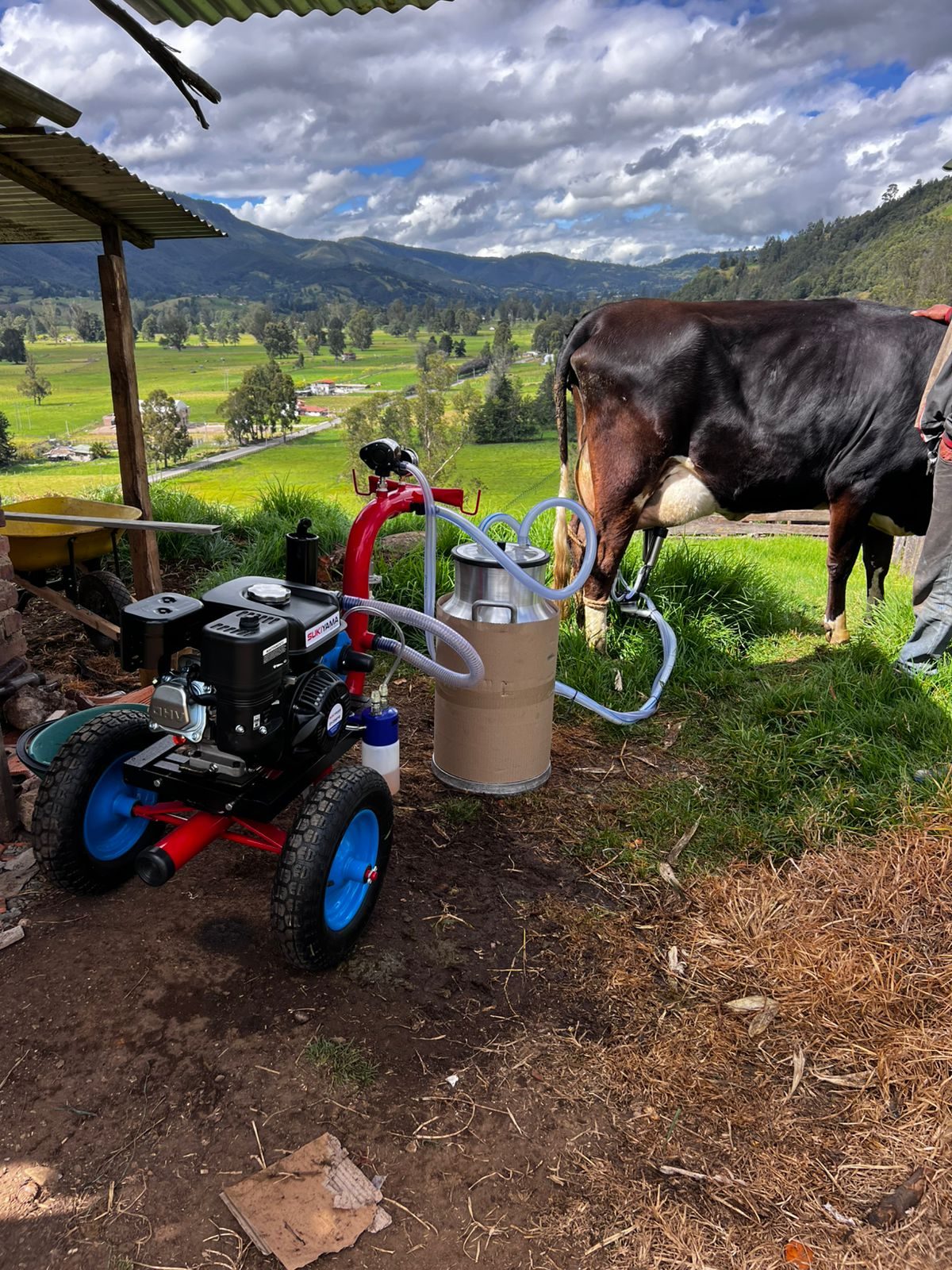 Ecomilk Pro ordeñando una vaca en una finca de la montaña colombiana, con la cantina de aluminio recibiendo la leche