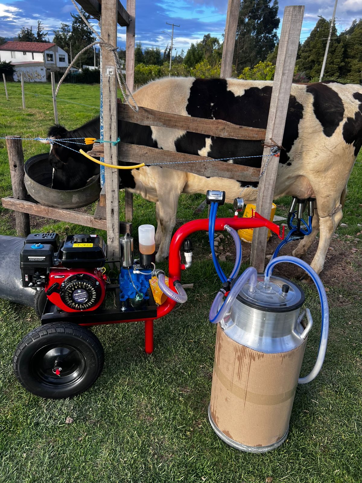 Ecomilk Pro ordeñando una vaca Holstein en el potrero, con las pezoneras puestas y la cantina de aluminio al lado