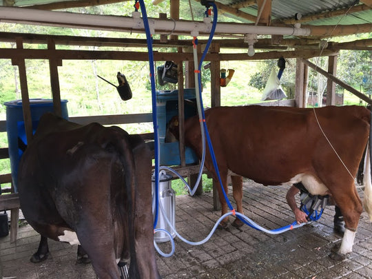 Vacas ordeñándose en el establo con el equipo de ordeño fijo
