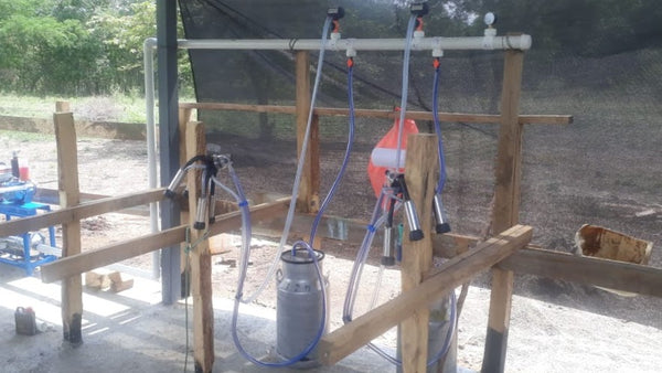 Equipo de ordeño fijo de 2 puestos instalado en corral de madera — foto real