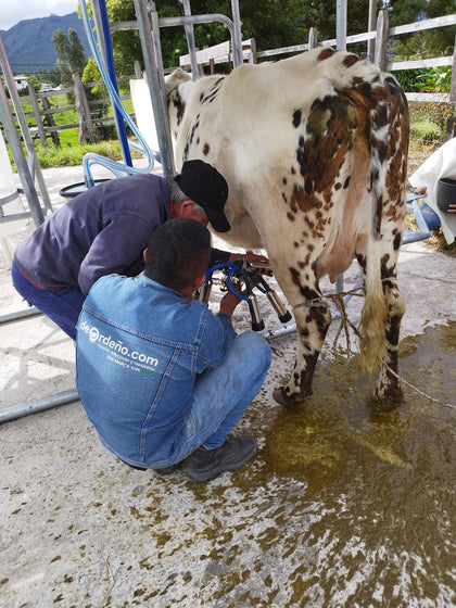 Técnico de SUPLAGRO ordeñando una vaca con el equipo de ordeño fijo durante la capacitación