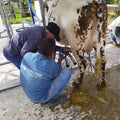 Equipo de ordeño fijo con establo