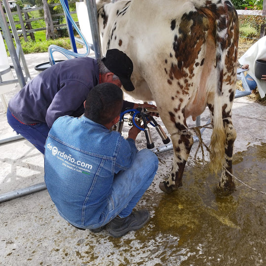 Equipo de ordeño fijo con establo