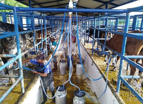 Sala de ordeño fija de 6 puestos instalada en una finca del Caquetá — foto real