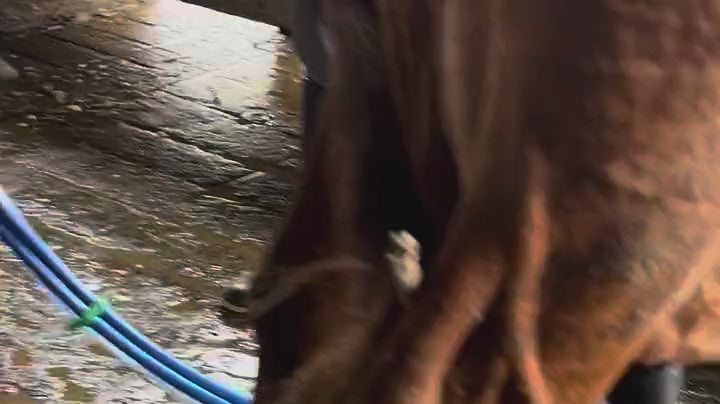 Pezoneras trabajando en la ubre de una vaca durante el ordeño en una finca colombiana