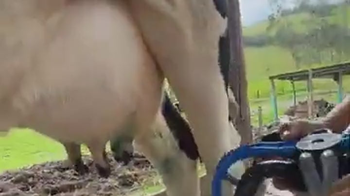 Clip real: equipo de ordeño Ecomilk ordeñando una vaca en finca colombiana