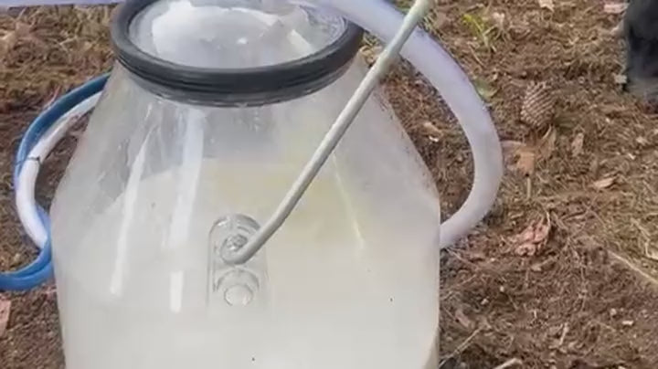 Cantina transparente de 32 litros con leche recién ordeñada en el potrero