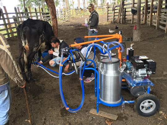 Ordeñando una vaca con el Twin Car Línea Económica en un corral, con las pezoneras puestas y la leche pasando a la cantina
