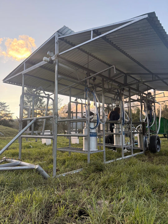 Establo portátil con techo del Zan Car completamente armado en el potrero, con las unidades de ordeño instaladas