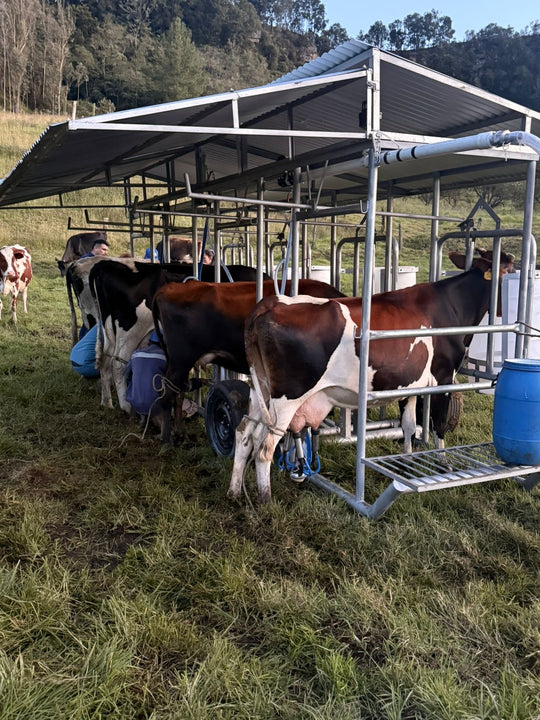 Vacas ordeñándose en fila con equipo de ordeño deOrdeño y establo portátil con techo, en una finca de Saboyá, Boyacá